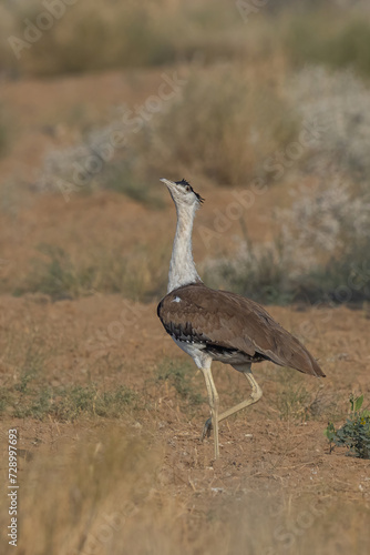 Photography Great Indian Bustard Photographed At Desert National Park India