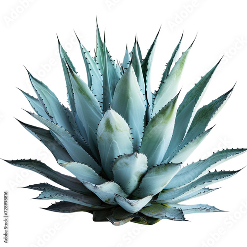 Blue agave plant on transparent background photo