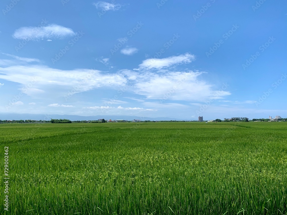green field, grass and blue sky