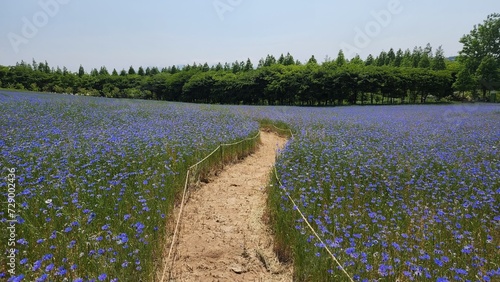 Obraz na plátně A cornflower field with flowery paths