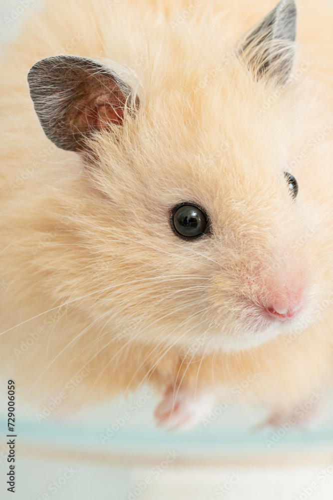 Obraz premium ゴールデンハムスター,顔のクローズアップ