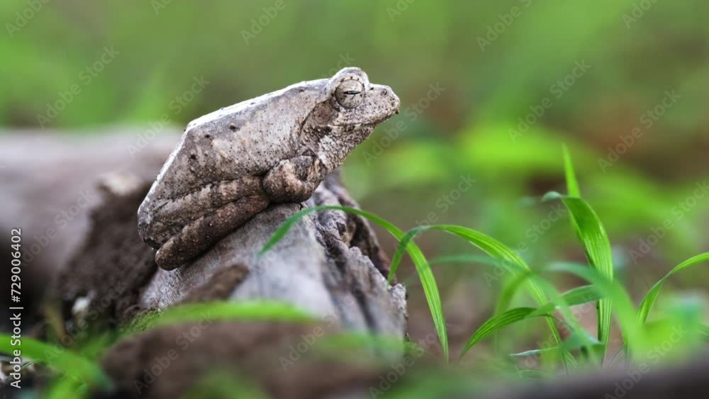 Sitting Southern Foam-nest Tree Frog On A Windy Nature. Selective Focus Shot Sitting Southern Foam-nest Tree Frog On A Windy Nature. Selective Focus Shot