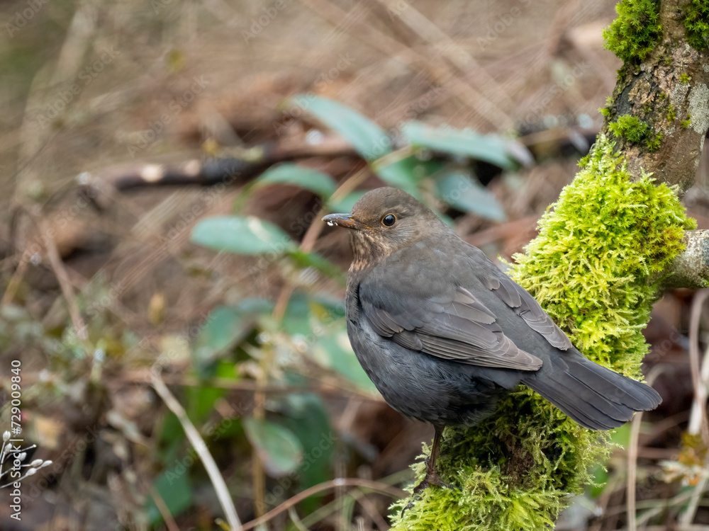 Amsel (Turdus merula) Amsel (Turdus merula)