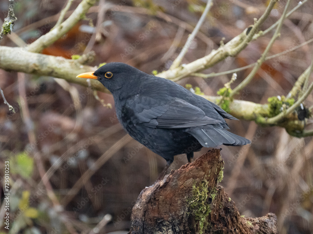 Obraz premium Amsel (Turdus merula)