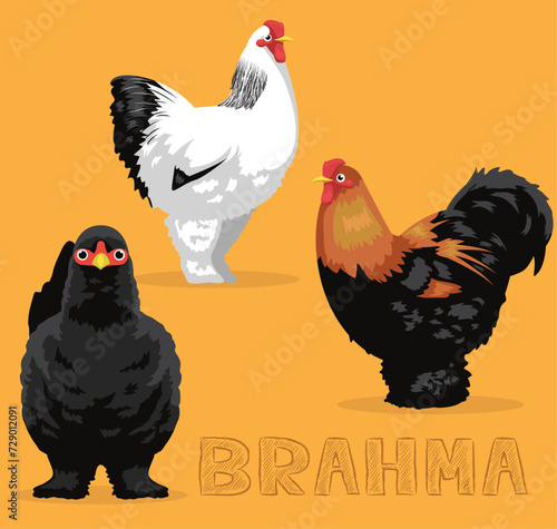 Chicken Brahma Cartoon Vector Illustration