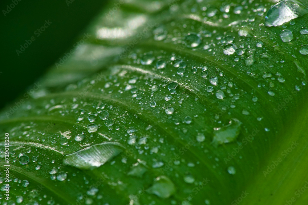 a green banana leaf with water droplets on it. a green banana leaf with water droplets on it.