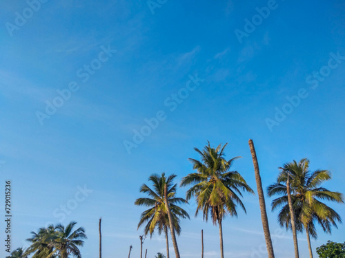 a group of coconut trees in a field against a bright blue sky. nature background with copy space