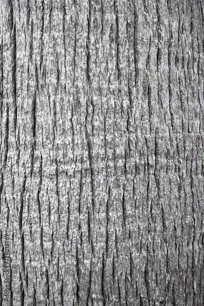 Obraz premium 椰子の木の幹