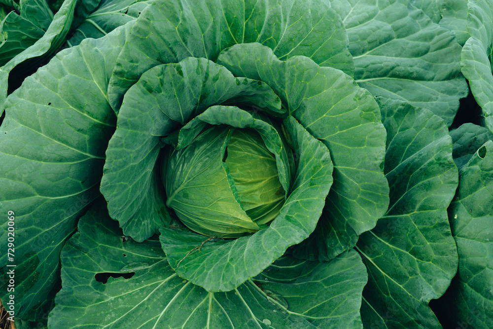 Fototapeta premium Green vegetables. Background and details of green vegetable leaves.