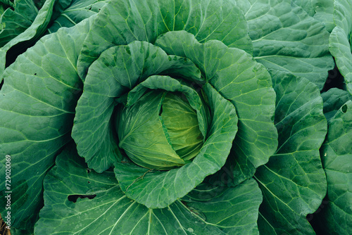 Green vegetables. Background and details of green vegetable leaves.