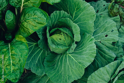Green vegetables. Background and details of green vegetable leaves.