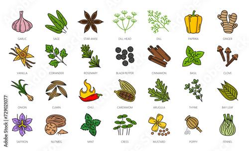 Spice, herbs and seasonings outline icons. Cardamom, arugula leaf, thyme, saffron and nutmeg, mint, cress, mustard and poppy seed kitchen seasonings, cooking ingredient color line pictograms or icons