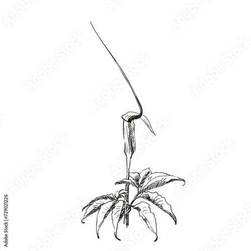 Flower Arisaema tortuosum hand drawn illustration, Vector sketch of blooming whipcord cobra lily, Black pen drawing on white photo