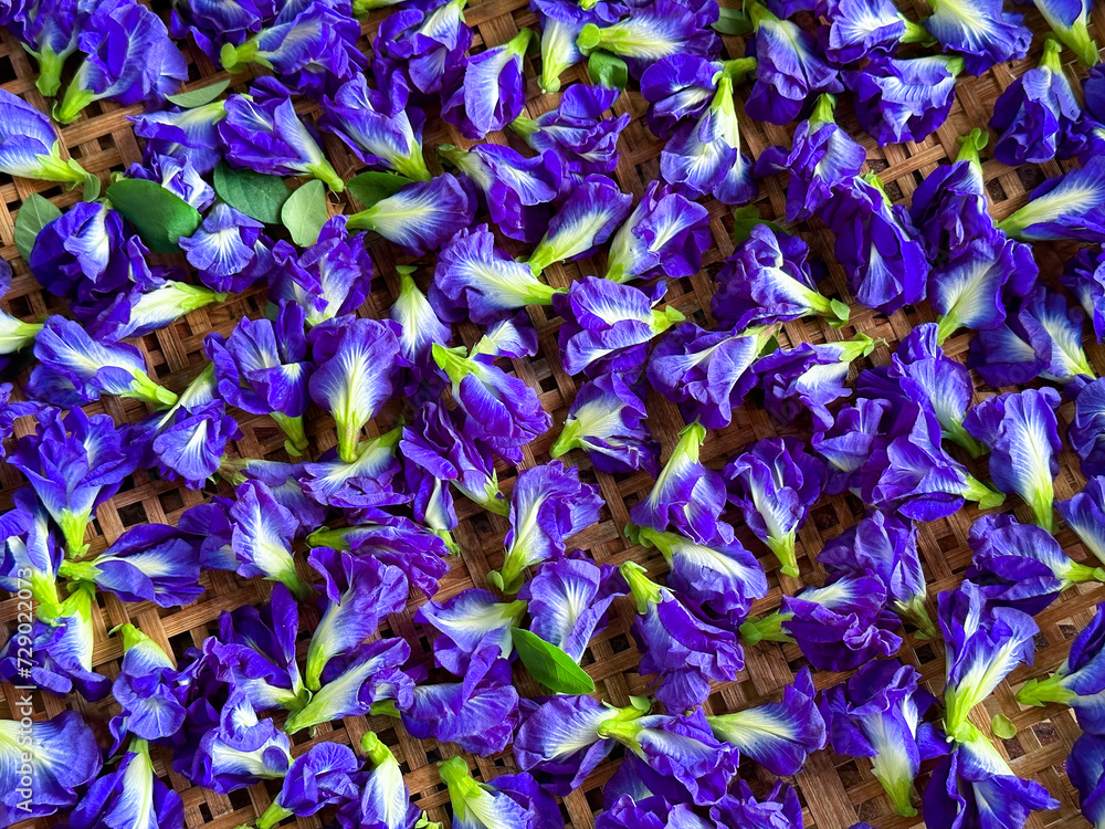 Top view flatlay fresh purple Butterfly pea flowers
