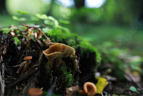 Mushroom during fall in a Forest Lane with Shallow Depth of Field