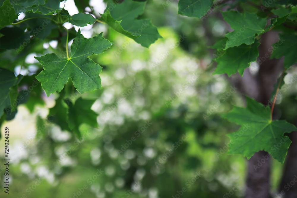 White flowers on a green bush. Spring cherry apple blossom. The white rose is blooming. White flowers on a green bush. Spring cherry apple blossom. The white rose is blooming.