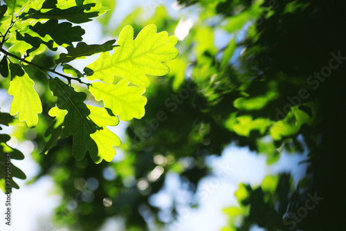 Spring nature background. Greenery of trees and grasses on a sunny spring morning. Forest landscape.