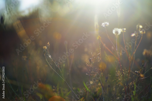 Plants and flowers macro. Detail of petals and leaves at sunset. Natural nature background. © alexkich