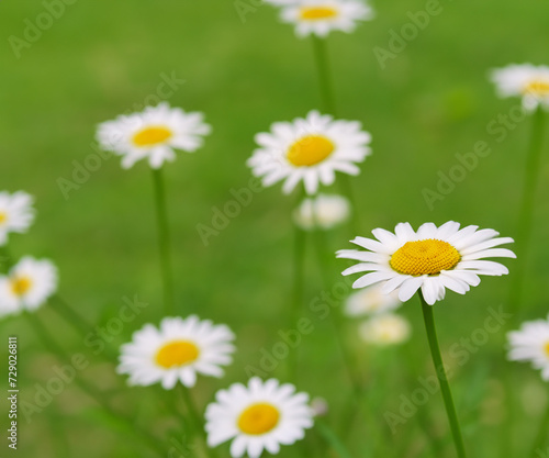 white chamomiles on green grass background.