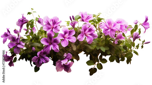 Blooming Beauty  Transparent Pink Flowers on Clear Background