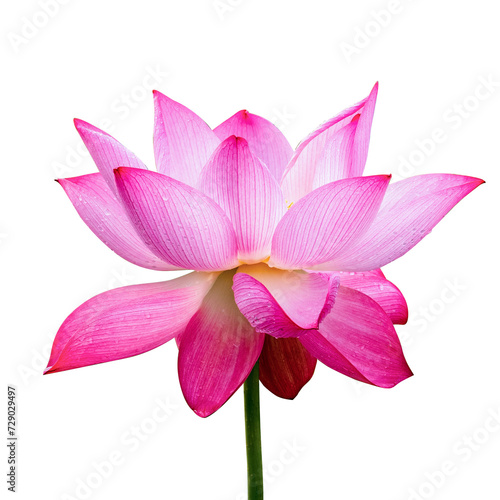 pink lotus flower without background