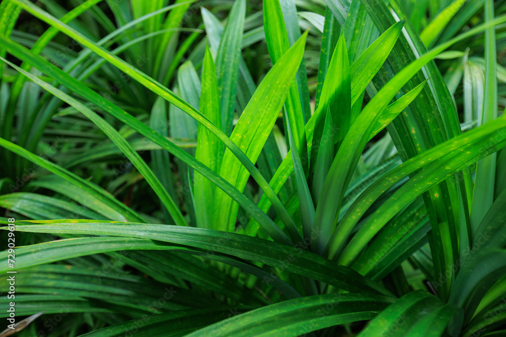 Pandan leaf grow in field Pandan leaf grow in field