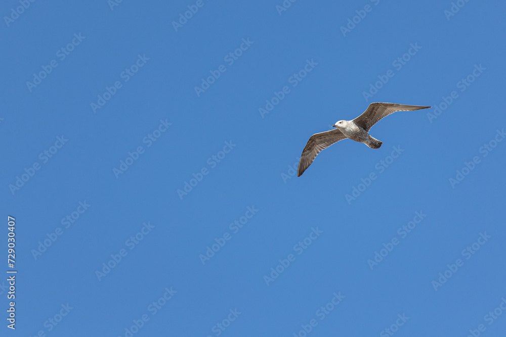 A seagull in flight isolated on blue background. A seagull in flight isolated on blue background.