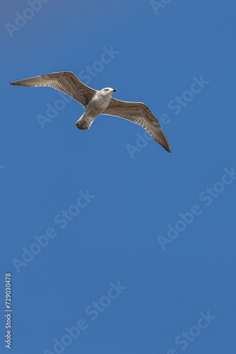 A seagull in flight isolated on blue background.