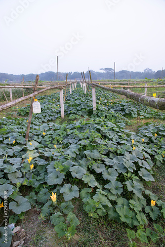 Green Organic vegetable sweet pumpkin Plantation in the garden
