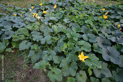 Green Organic vegetable sweet pumpkin Plantation in the garden