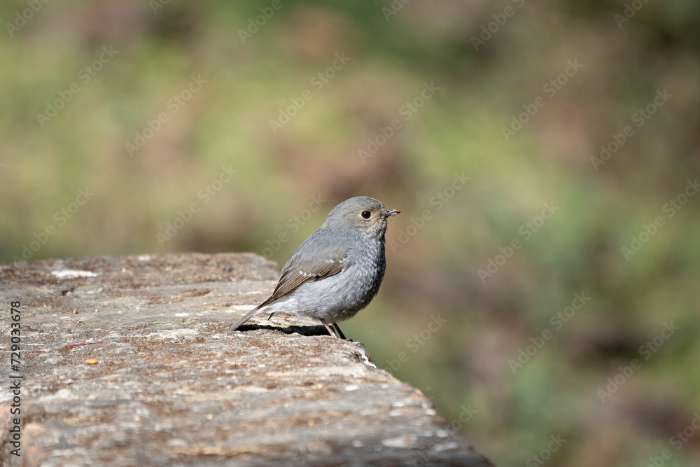 Plumbeous Water Redstart Plumbeous Water Redstart