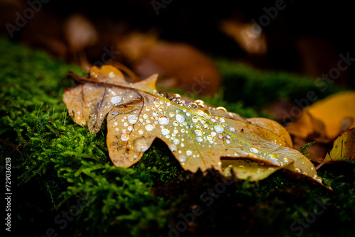 Closeup of a leaf covered with waterdrops on a mossy ground