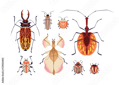 Bugs set. Insects species. Colorado, sabertooth longhorn and ground beetles. Summer nature winged fauna with spots, stripes, horns, antennae. Flat vector illustrations isolated on white background photo