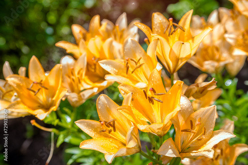 blooming summer orange lily in a country garden 