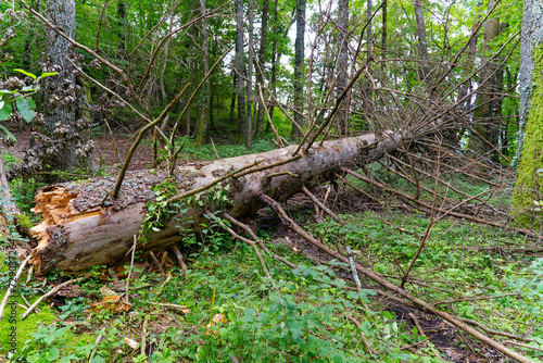 Fallen tree in the woods at hiking trail at Slovenian City of Bled on a blue cloudy summer day. Photo taken August 8th, 2023, Bled, Slovenia.