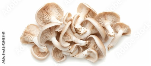 Top view of oyster mushrooms isolated on white background.