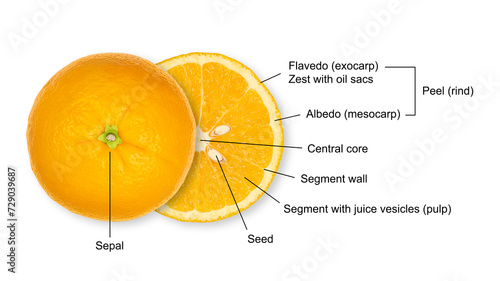 Structure of an halved orange, cross section of a citrus fruit, with legend. Anatomy of a sweet orange showing segments with juice vesicles, the peel with oil sacs, seeds, central core and the sepal. photo