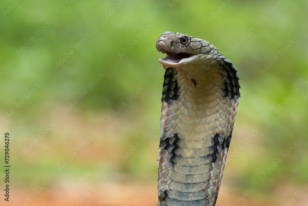 Fototapeta premium Close up of a king cobra head