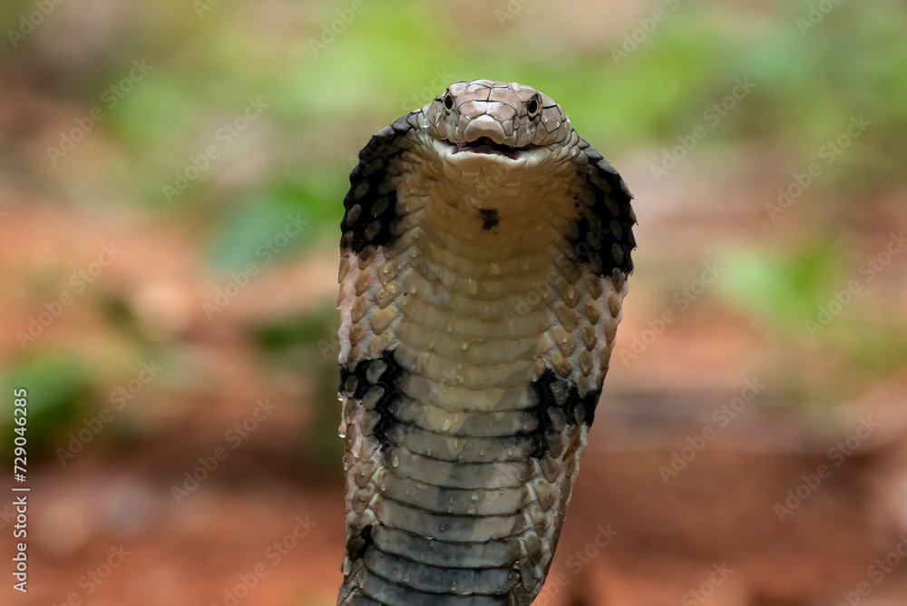 Fototapeta premium Close up of a king cobra head