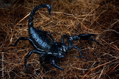 a big black scorpion in attacking mode photo