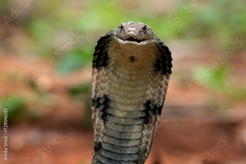 Close up of a king cobra head