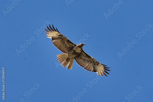 a Red-tailed Hawk fly s over head