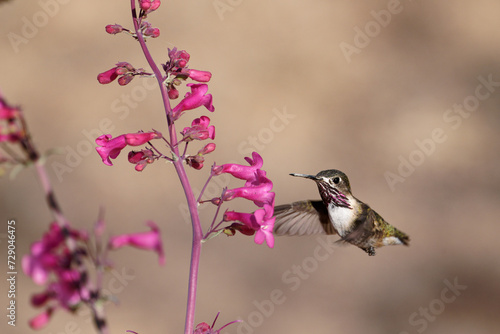Calliope Hummingbird feeds on flower nectar photo