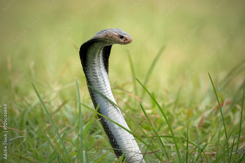 Fototapeta premium Closeup head of king cobra snake