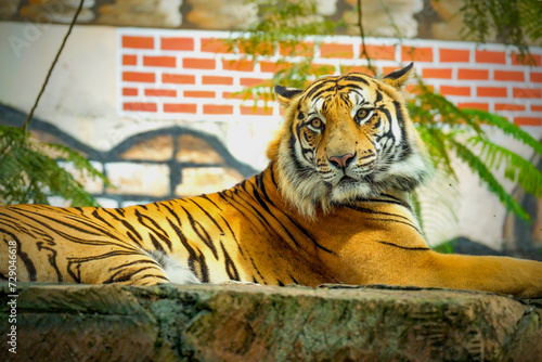 Portrait Bengal Tiger at conservation