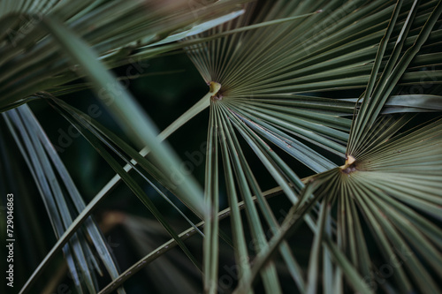 Close up of green palm leafs on a dark green background photo