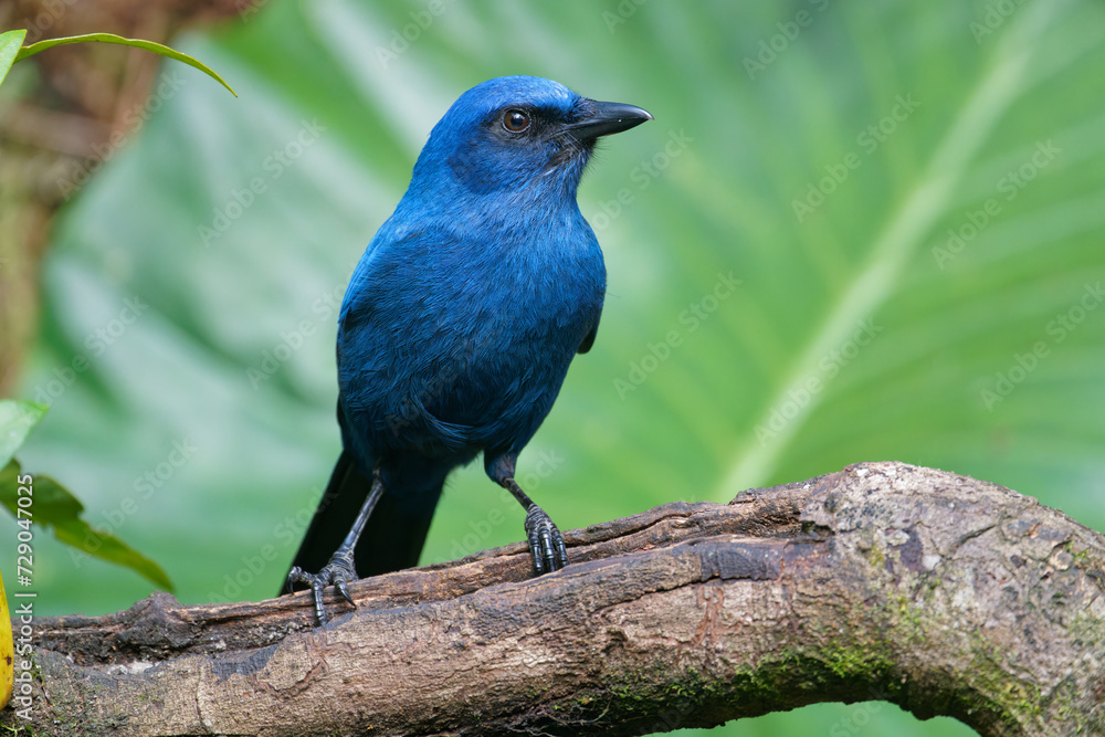 a Unicolored jay looks on