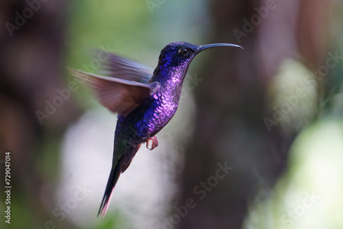 a Violet Sabrewing hovers near a flowers photo