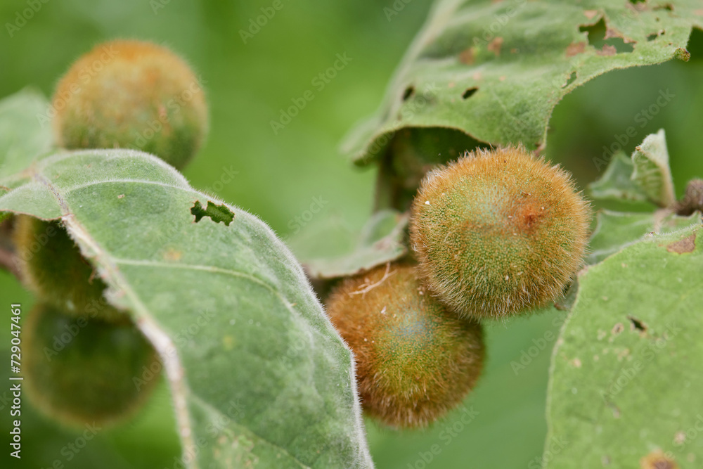 Close-up view of raw Hairy-fruited eggplant on tree branch