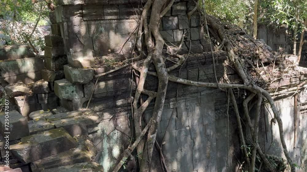 Vertical pan over tree roots embracing an Angkor temple wall ...